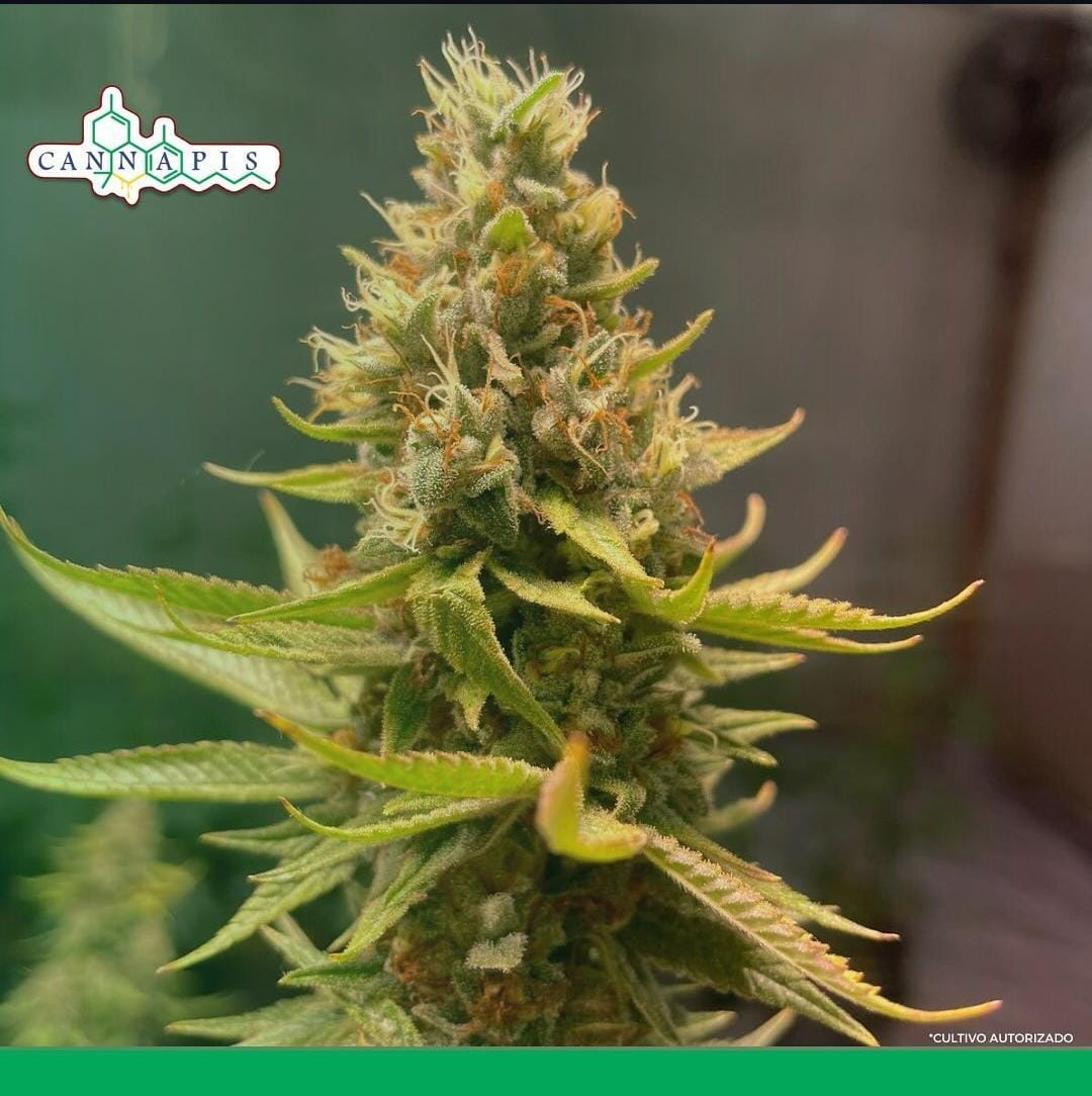 Pé de Cannabis maduro