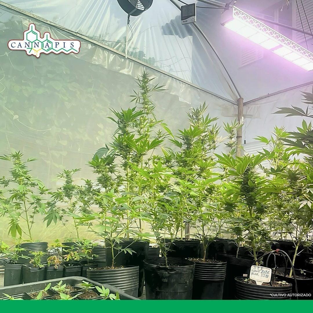 Cultivo de Cannabis em estufa